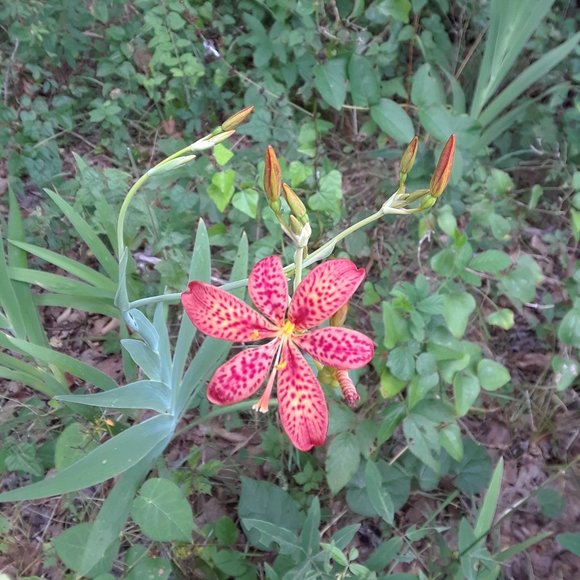 Happy to be on Poshmark! - Picture 2 of 2